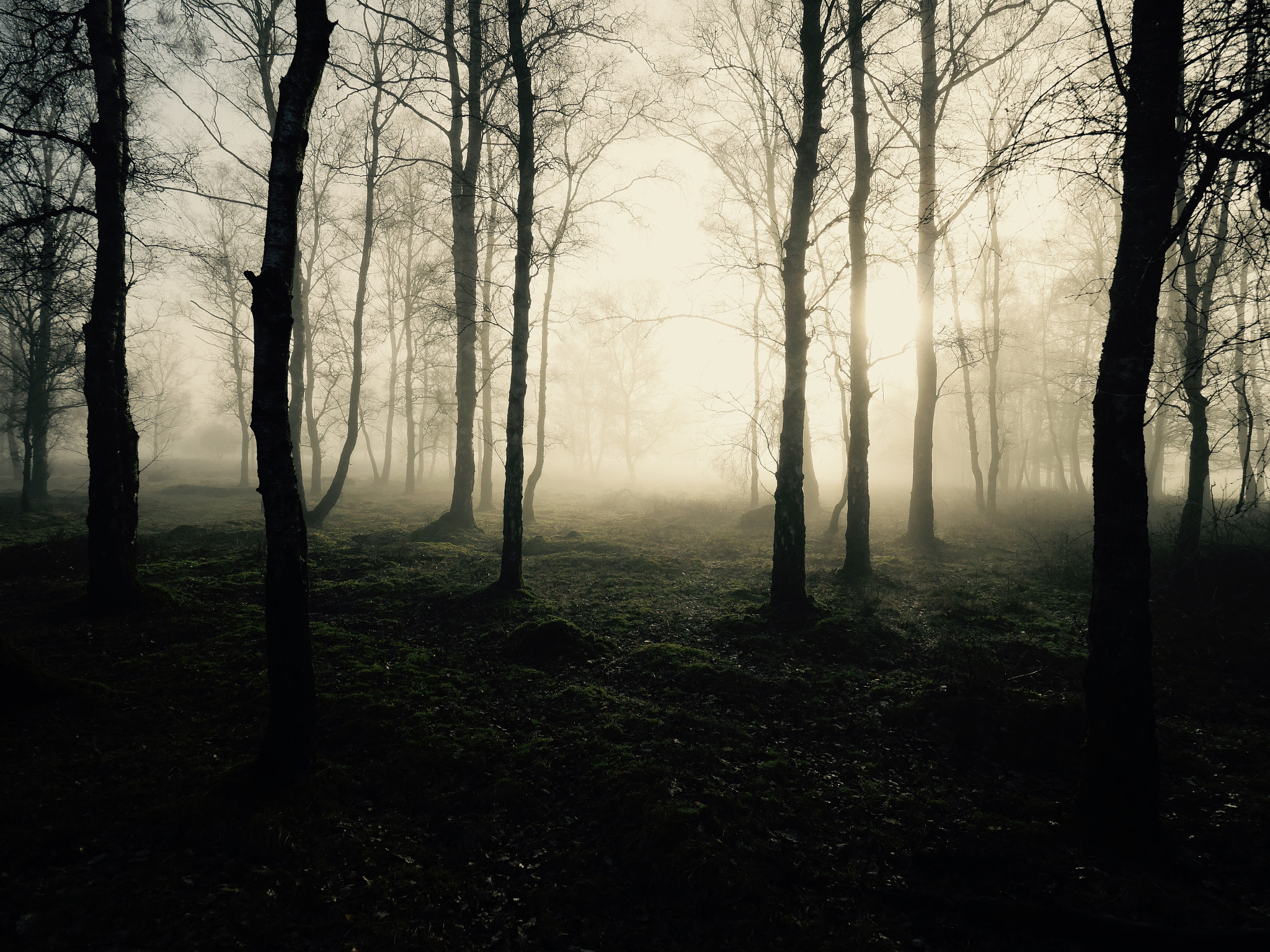 Panasonic Lumix DMC-GX8 + Olympus M.Zuiko Digital ED 7-14mm F2.8 PRO sample photo. A foggy morning photography