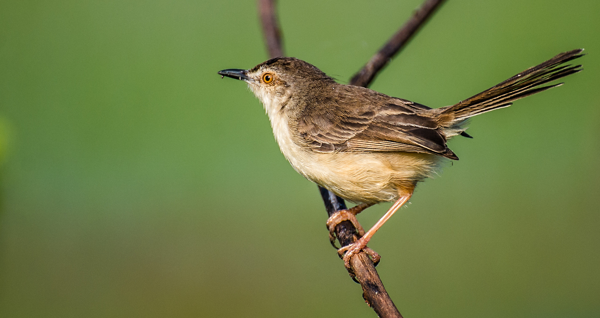 Nikon D600 sample photo. Ashy prinia photography