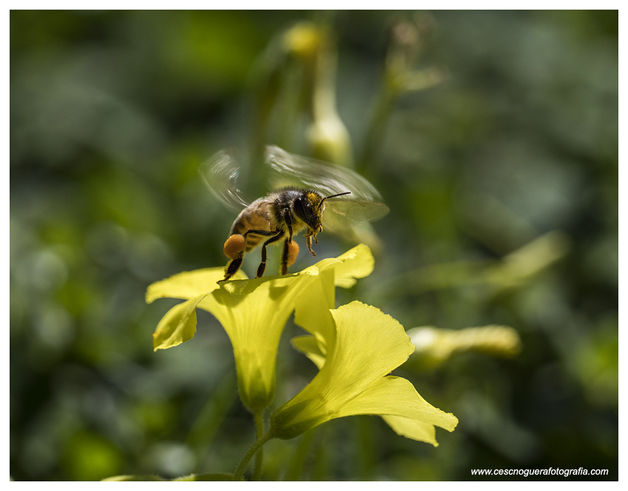 M.300mm F4.0 + MC-14 sample photo. Moments claus photography