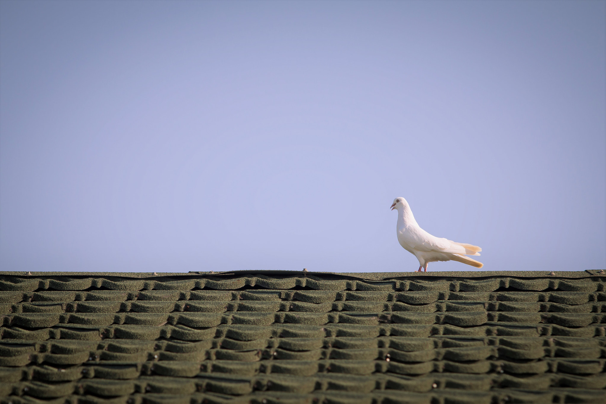 Canon EOS 60D + Canon EF 70-200mm F2.8L USM sample photo. Pigeon on the roof photography