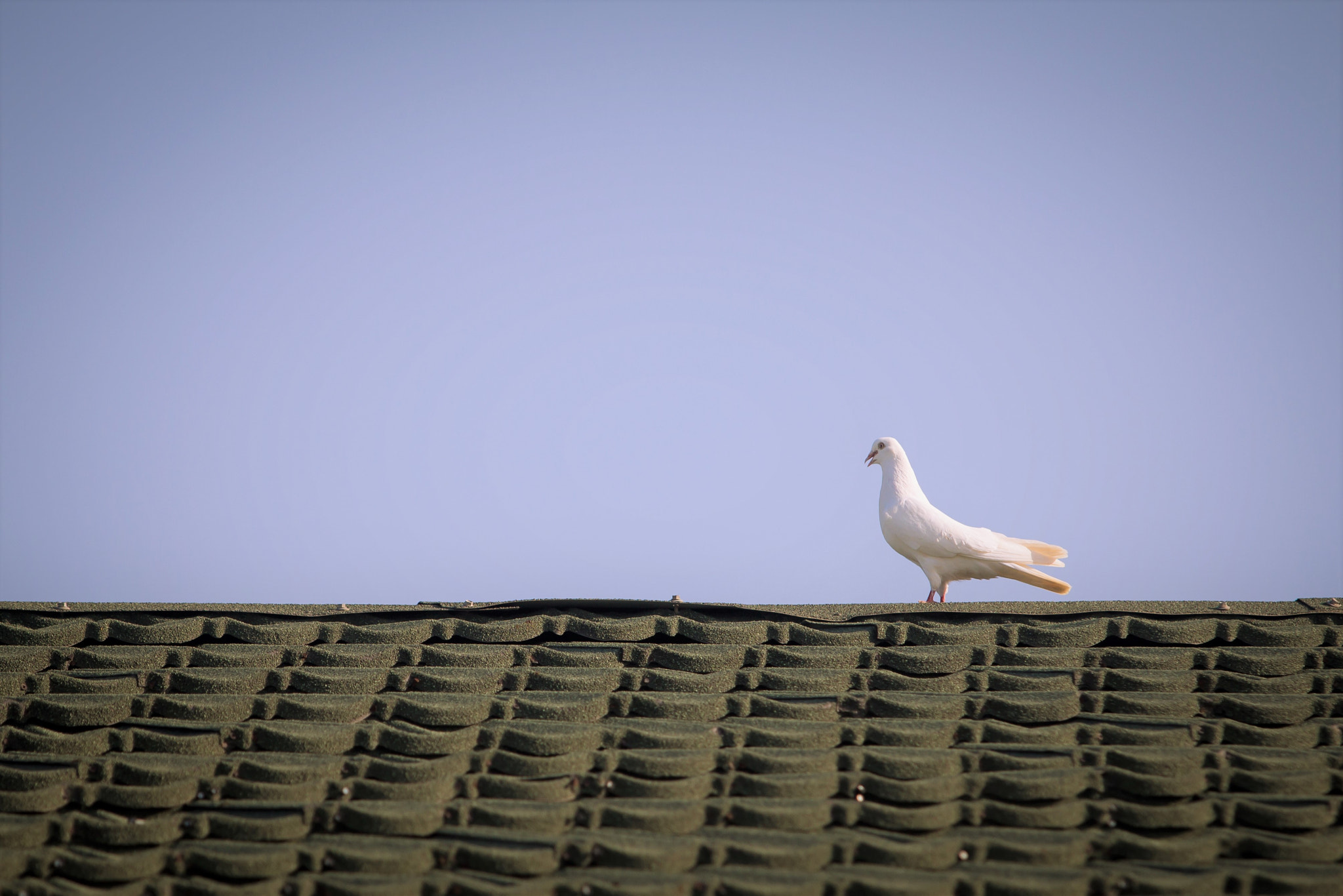 Canon EF 70-200mm F2.8L USM sample photo. Pigeon on the roof photography