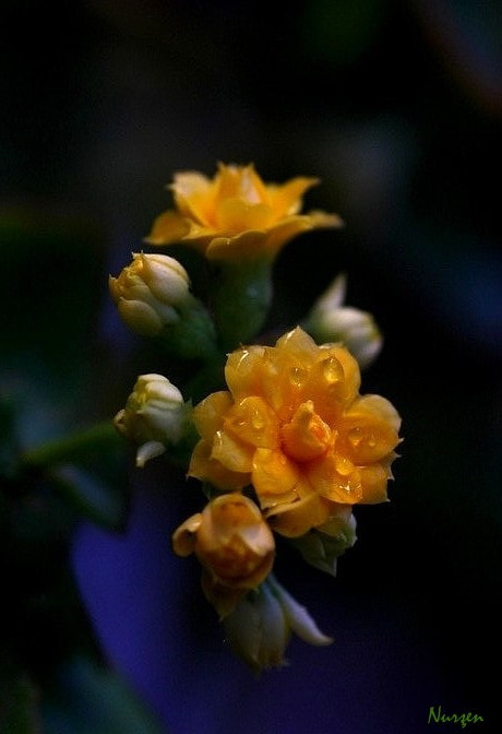 Canon EOS 60D + Sigma 105mm F2.8 EX DG Macro sample photo. Yellow... photography