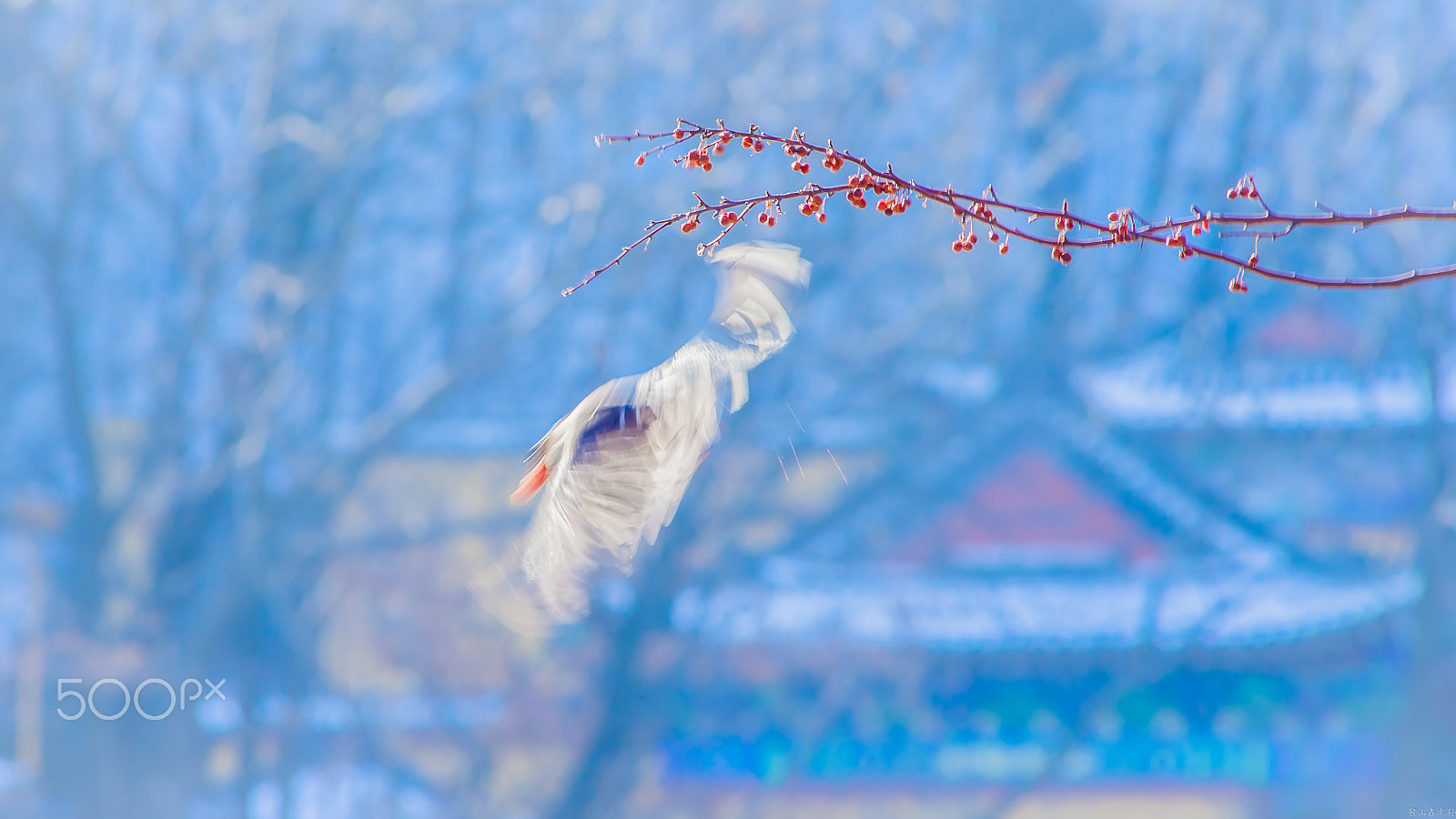 Canon EF 400mm f/2.8L sample photo. 红嘴蓝鹊（urocissa erythroryncha） photography