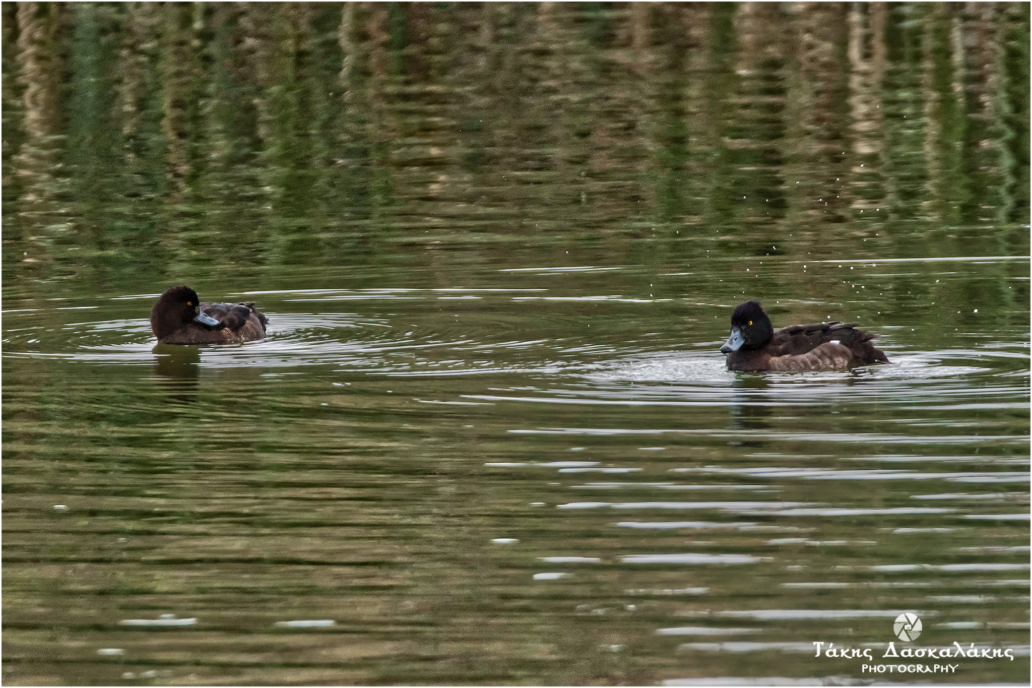 Sigma 150-600mm F5-6.3 DG OS HSM | S sample photo. Dsc photography
