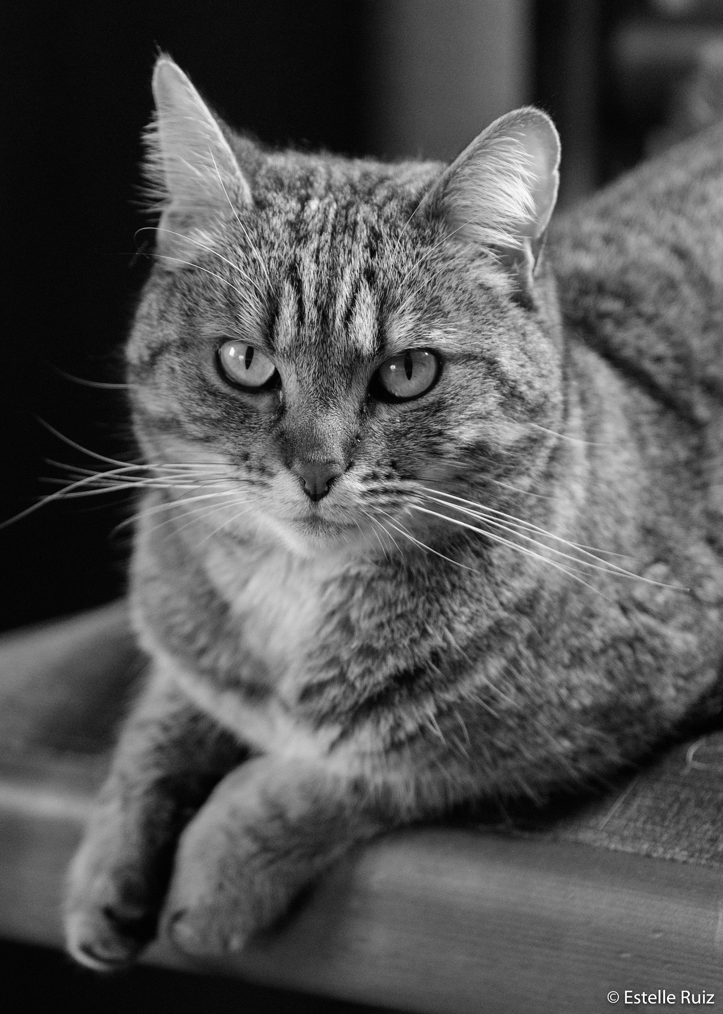 Tamron SP 70-200mm F2.8 Di VC USD sample photo. Black and white cat photography