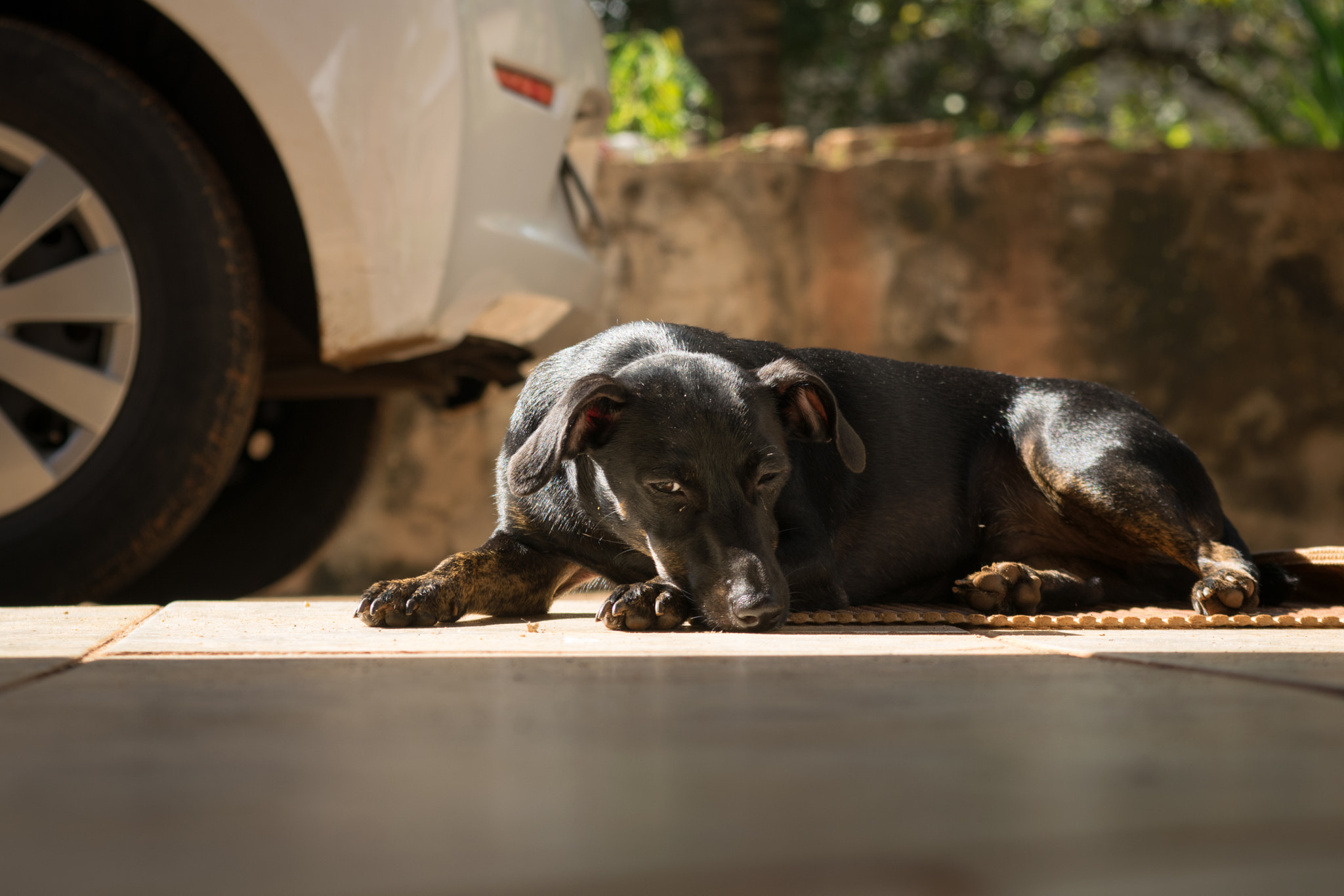 Nikon D5300 + Sigma 24-70mm F2.8 EX DG Macro sample photo. Sleepy photography