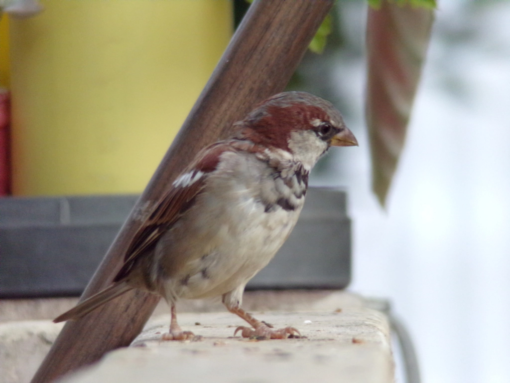 JK KODAK PIXPRO AZ421 sample photo. Home sparrow photography