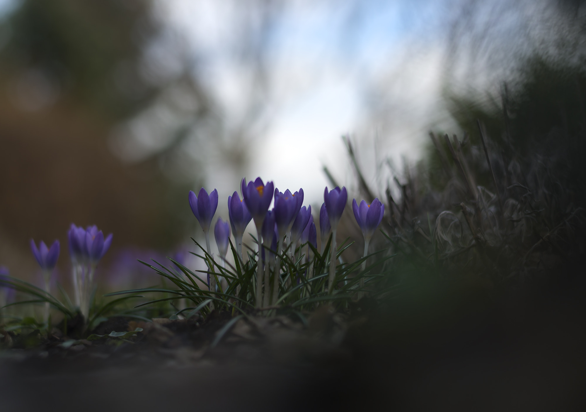 Nikon Df + Nikon AF-S Nikkor 58mm F1.4G sample photo. In my garden photography