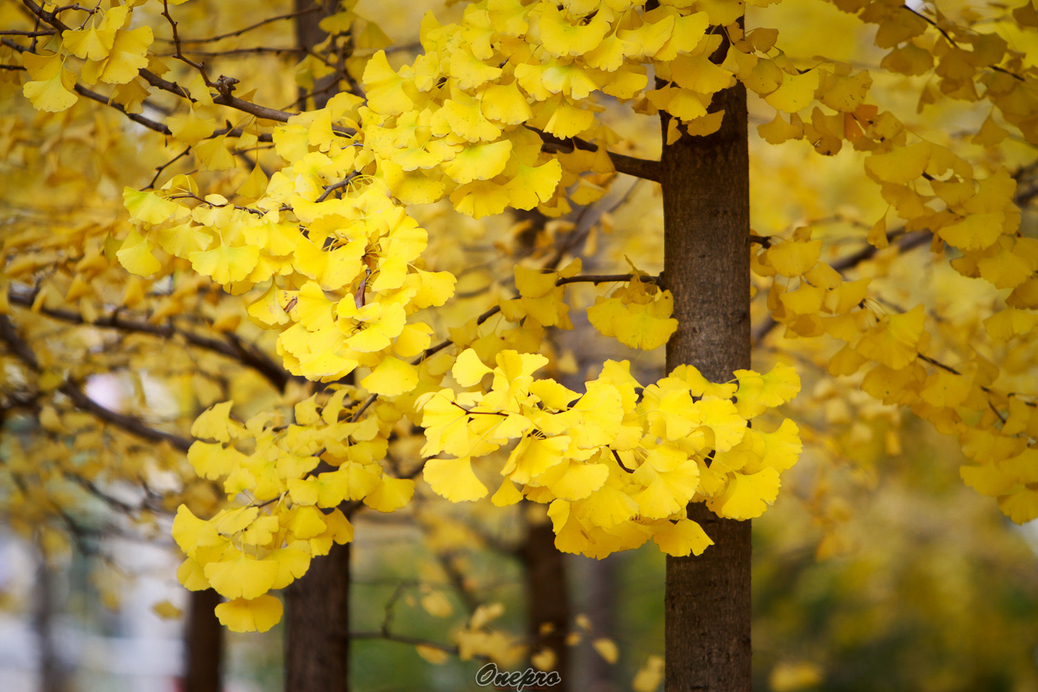 Canon EOS 50D + Canon EF 70-200mm F2.8L IS USM sample photo. Onepro - 노란 가을 (yellow autumn) photography