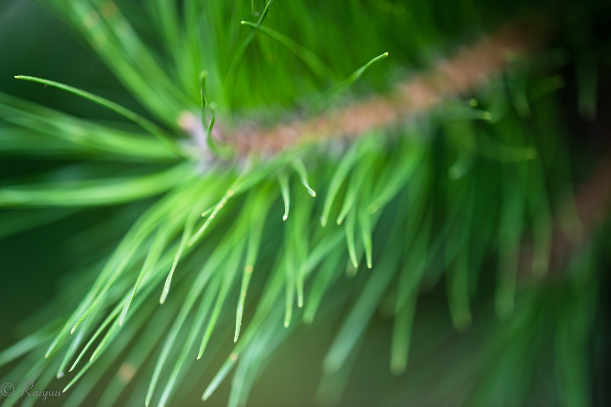 Nikon D800E + ZEISS Apo Sonnar T* 135mm F2 sample photo. Dsc_1563-1 photography
