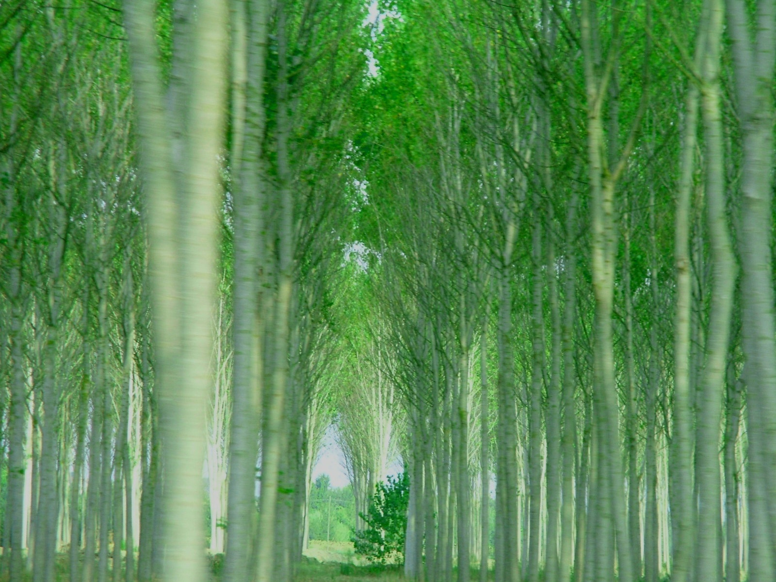 Fujifilm FinePix S7000 sample photo. Tuscany wood pattern photography