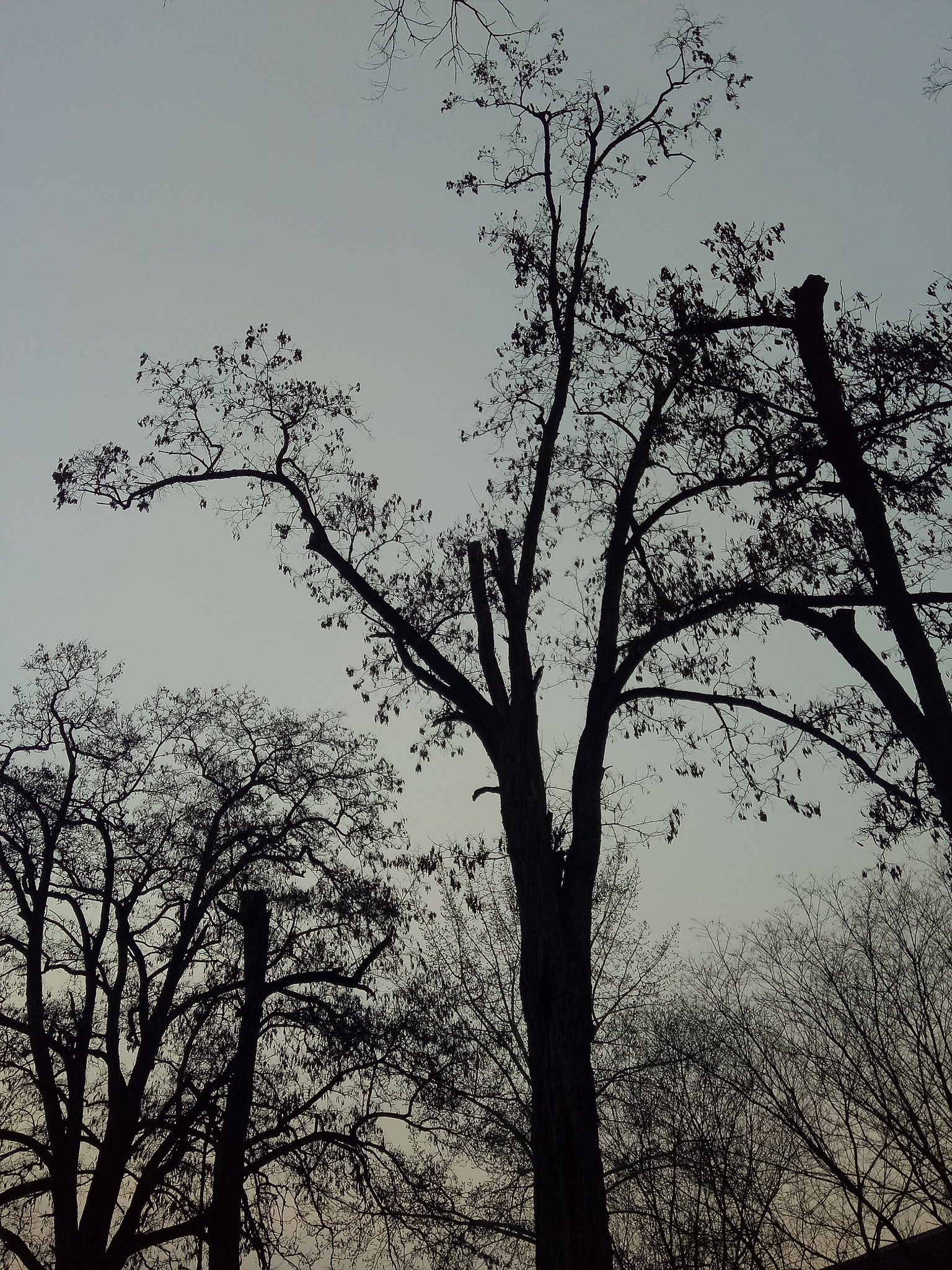 OPPO R9k sample photo