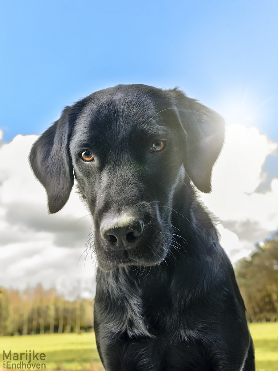 Sigma 17-70mm F2.8-4 DC Macro OS HSM sample photo. Rana, black lab photography