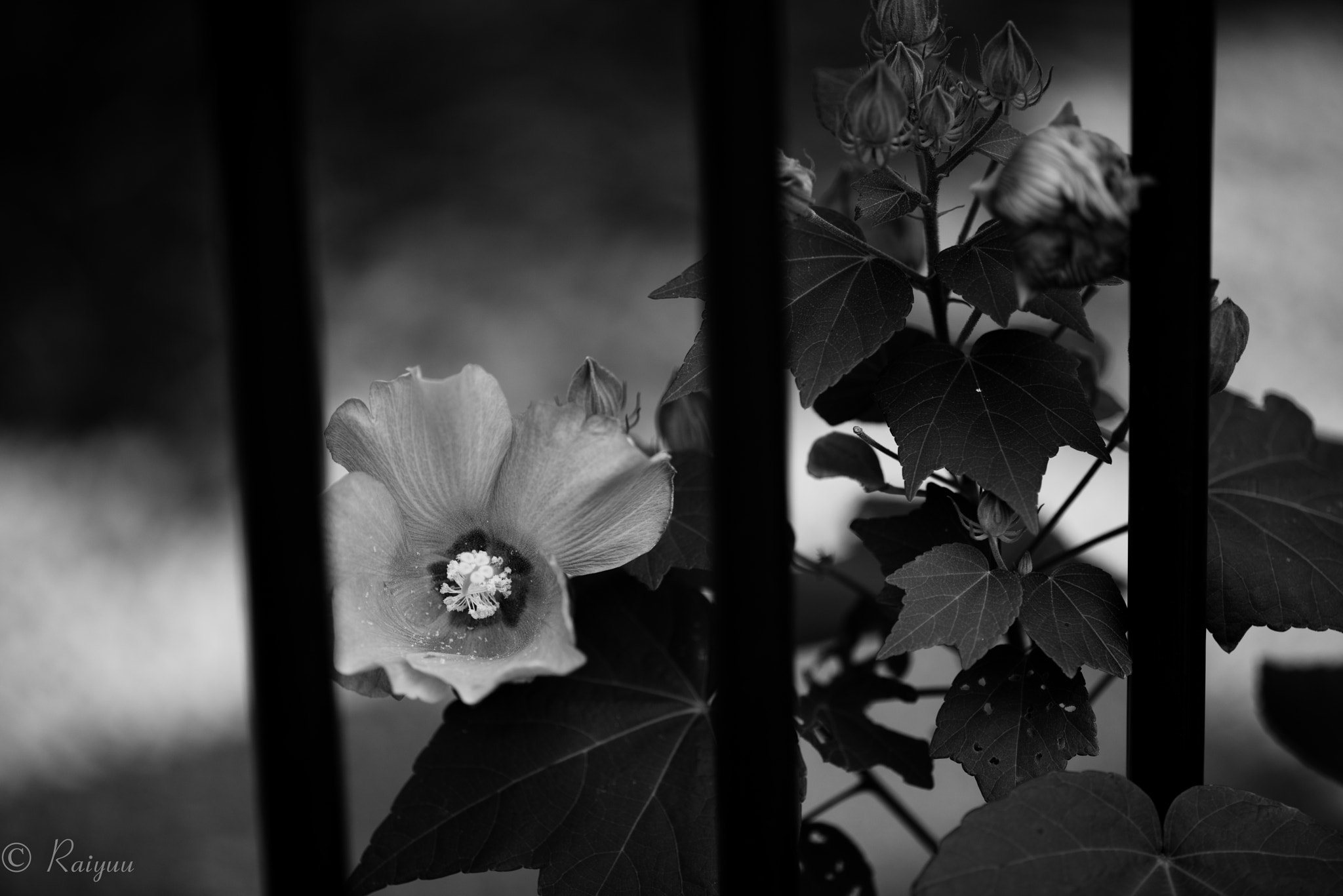 Nikon D800E + ZEISS Apo Sonnar T* 135mm F2 sample photo. Dsc_1396-1 photography