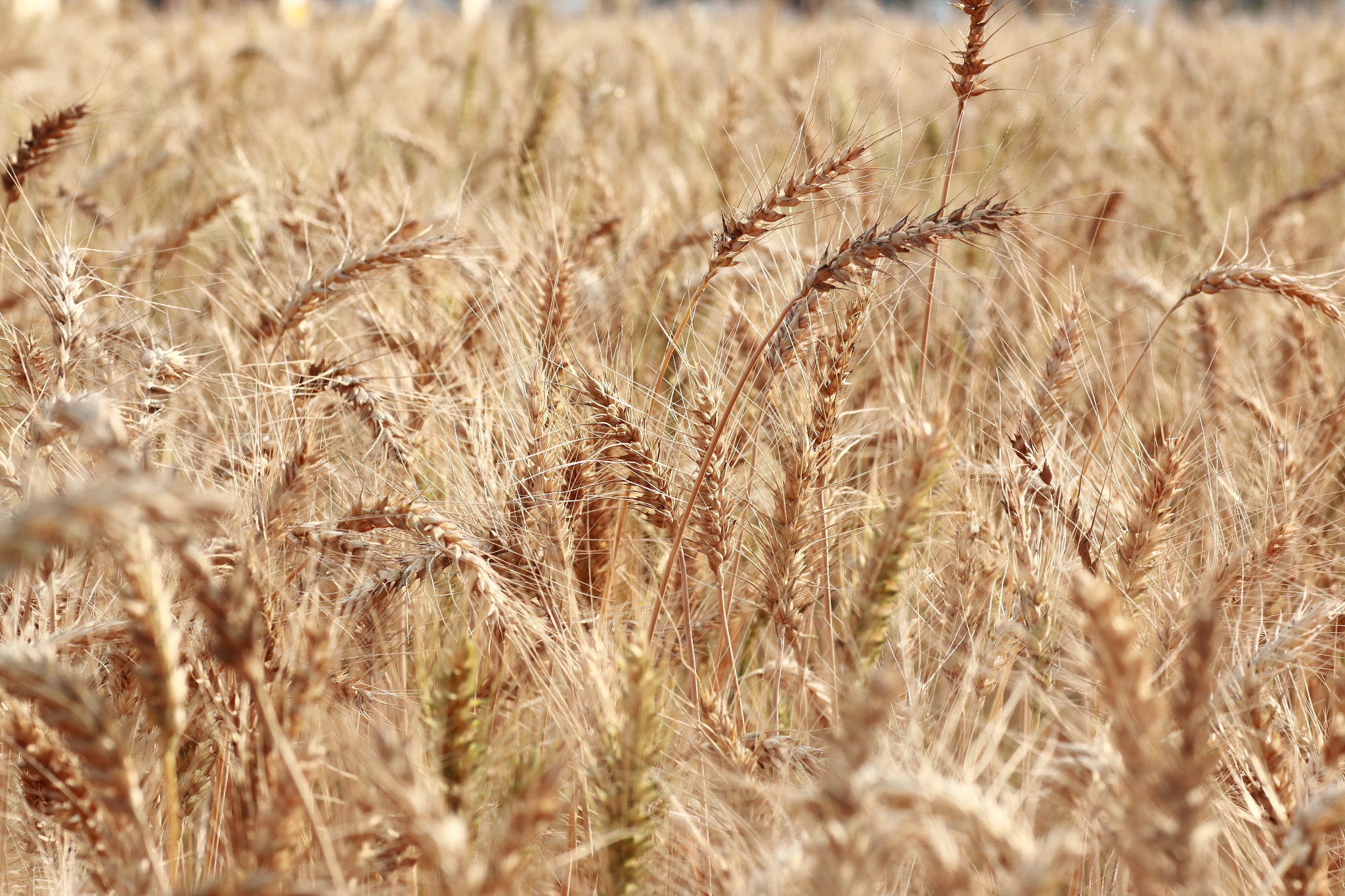 Canon EOS 70D + Tamron SP AF 90mm F2.8 Di Macro sample photo. Img_1157m harvest. 收穫. photography