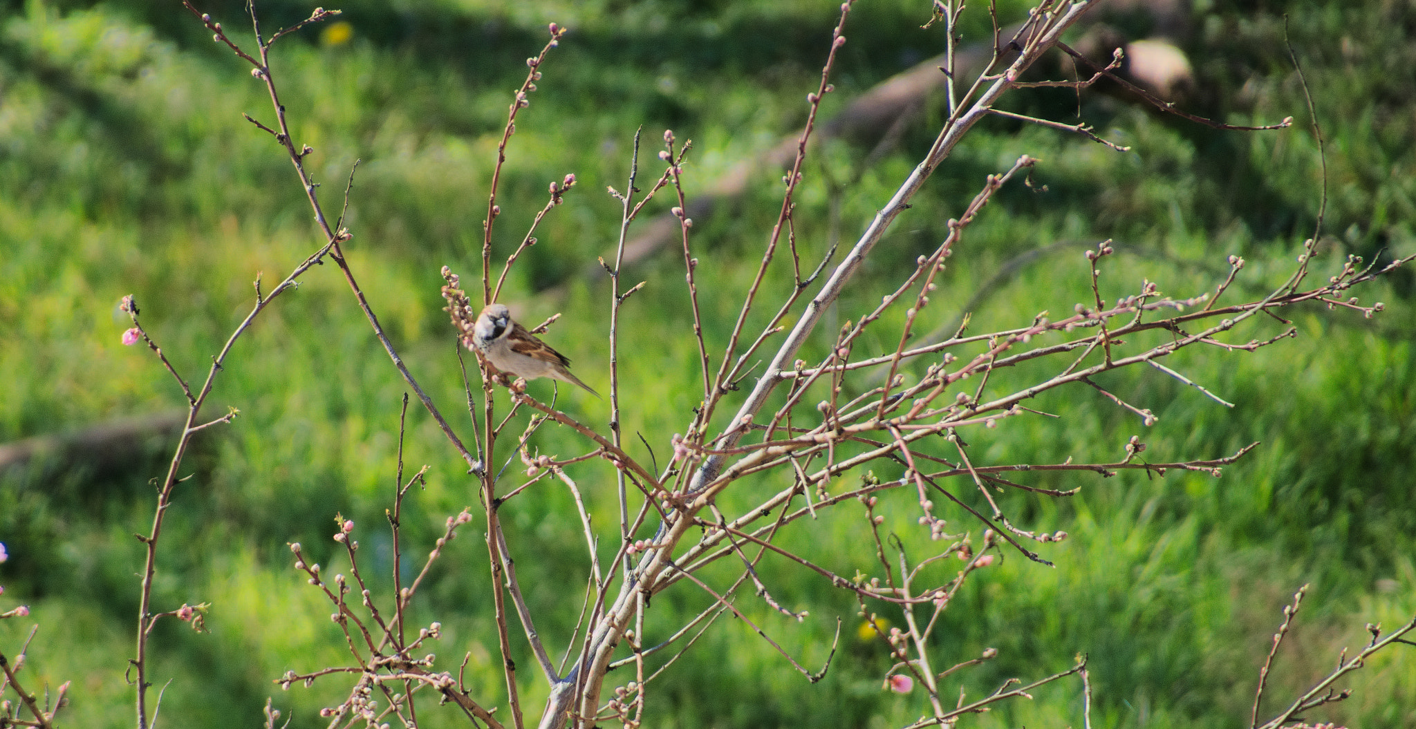 Nikon D3300 + Tamron 16-300mm F3.5-6.3 Di II VC PZD Macro sample photo. A sparrow from balcony photography