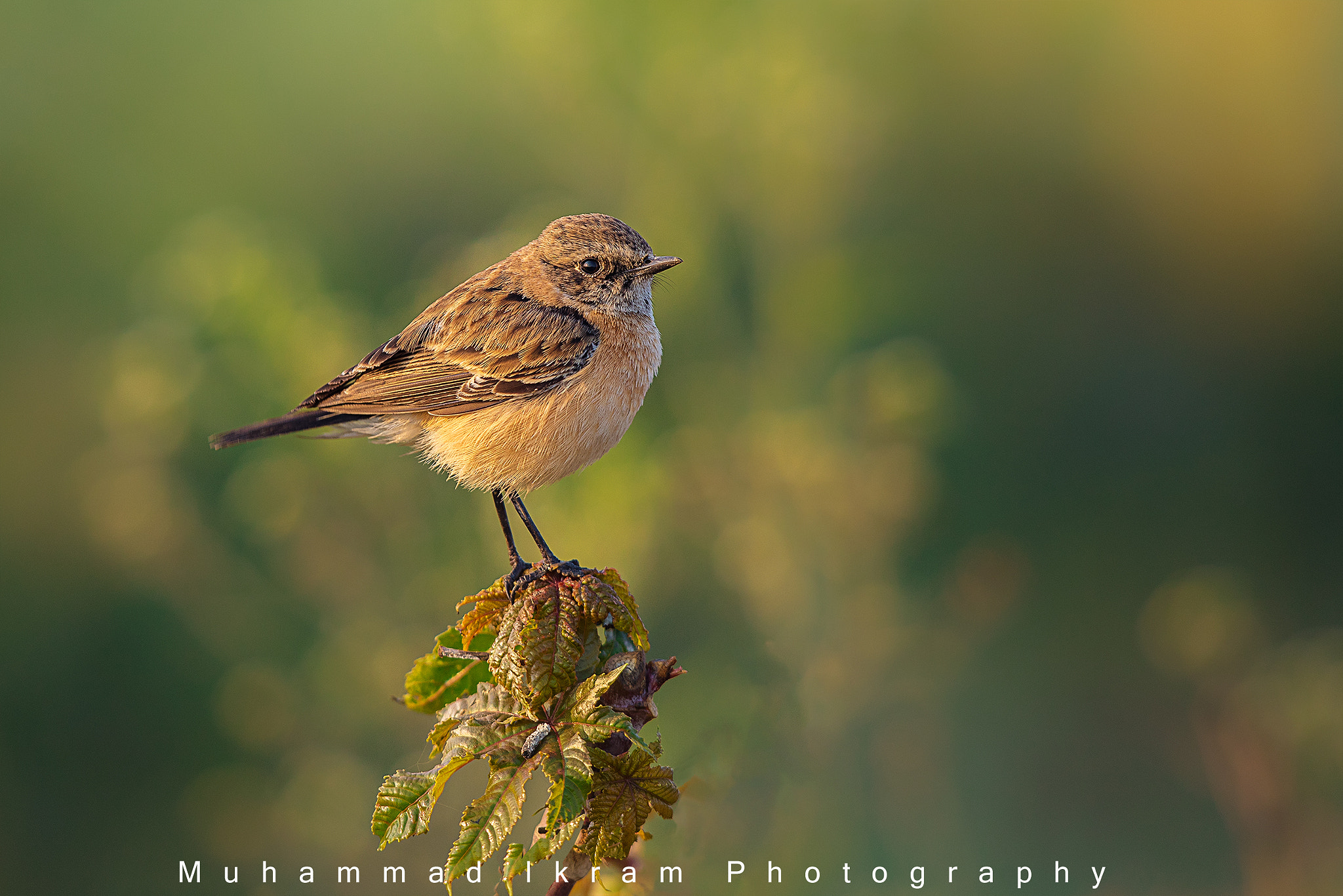 Canon EF 400mm F2.8L IS USM sample photo. Pied bushchat female photography