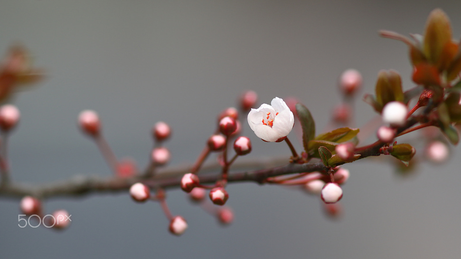 Canon EF 300mm F4L IS USM sample photo. 李花待放 photography