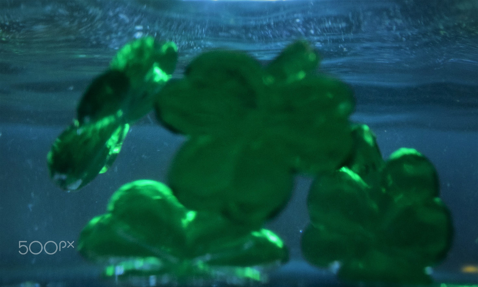 Nikon AF-S DX Micro Nikkor 40mm F2.8 sample photo. The shamrock mania photography