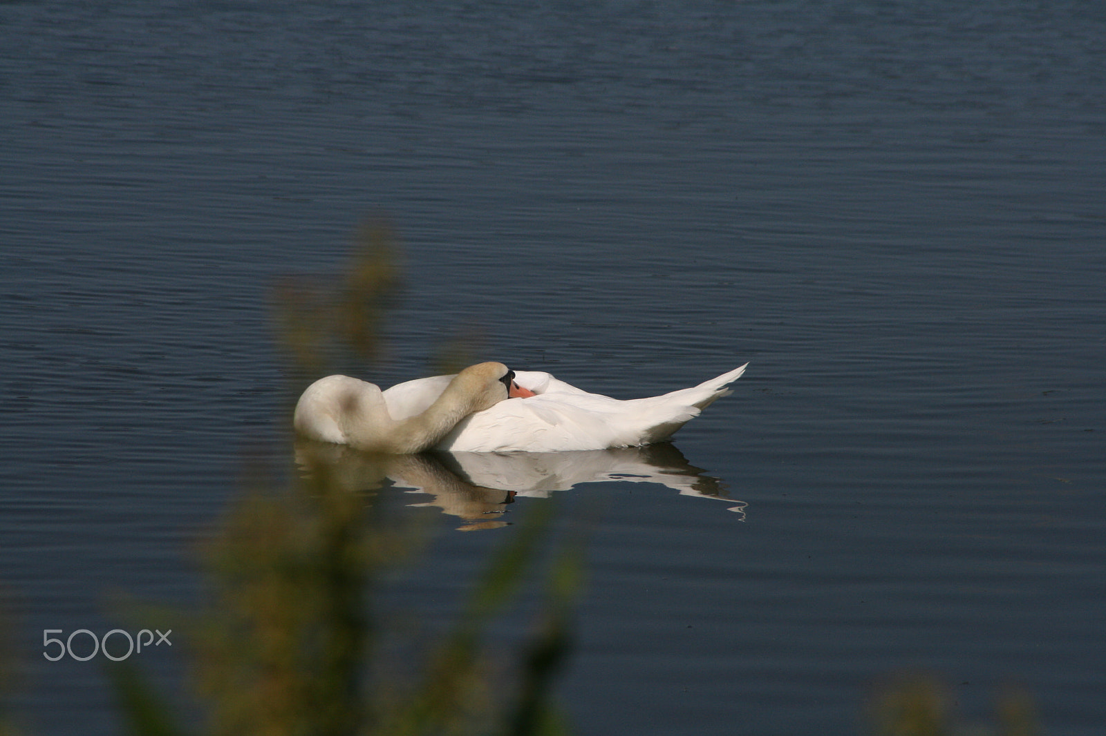 Canon EOS 400D (EOS Digital Rebel XTi / EOS Kiss Digital X) sample photo. Cygne au repos photography