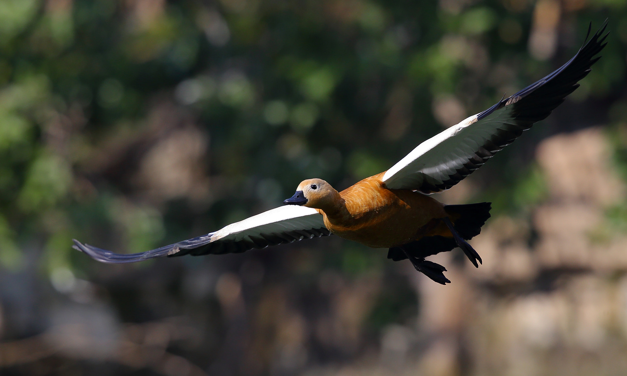 Canon EF 300mm F2.8L IS II USM sample photo. Tadorna ferruginea photography