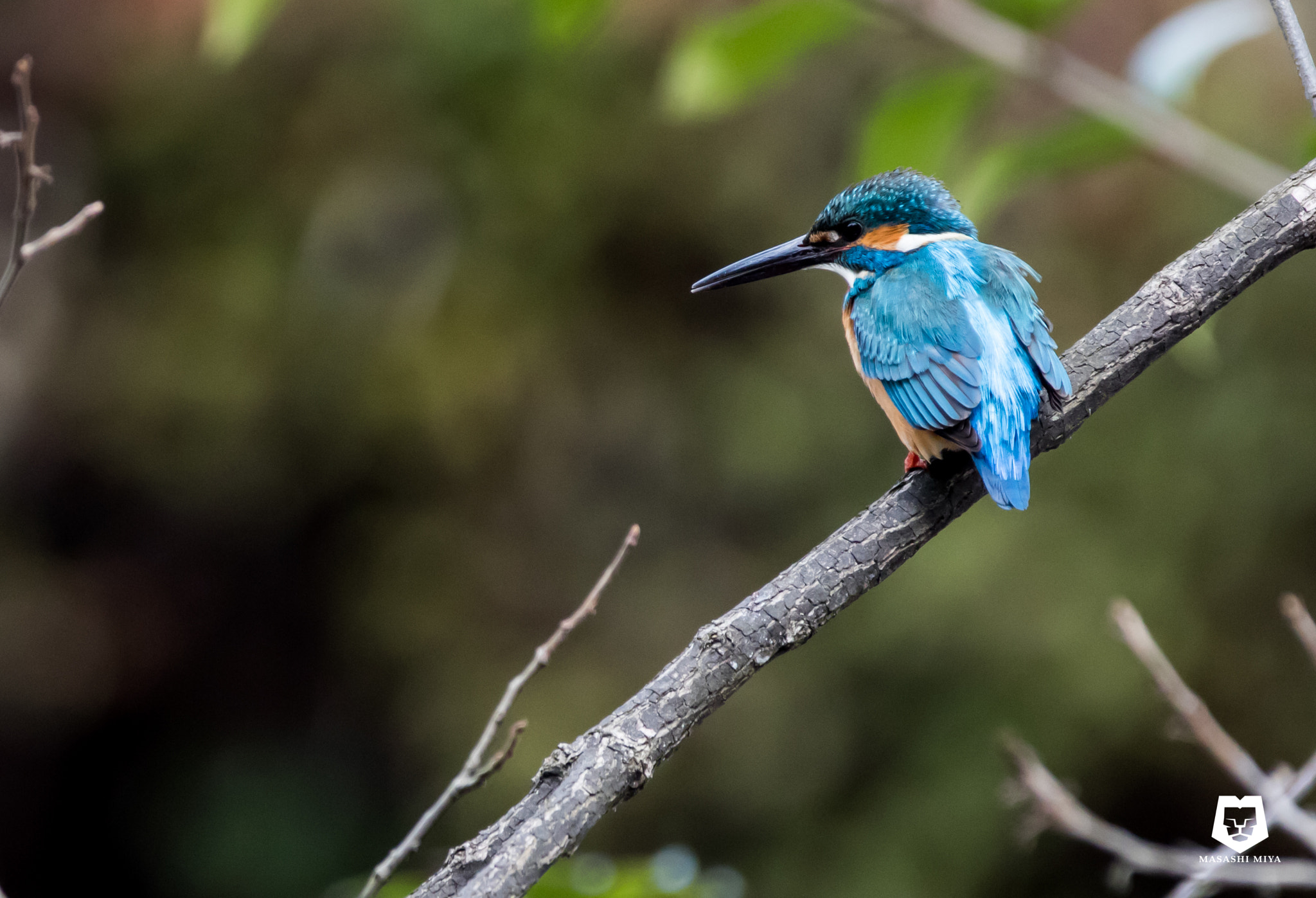 150-600mm F5-6.3 DG OS HSM | Contemporary 015 sample photo. Kingfisher photography