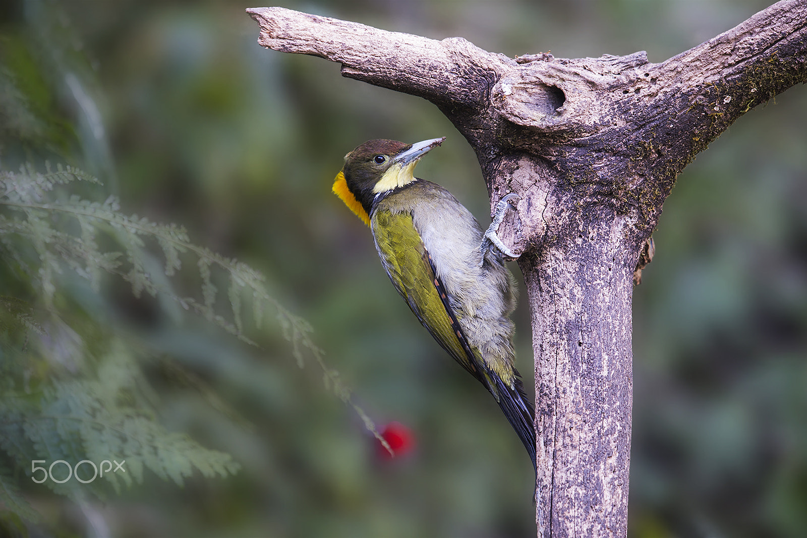 Nikon AF-S Nikkor 400mm F2.8G ED VR II sample photo. Greater yellownape wood[pecker photography