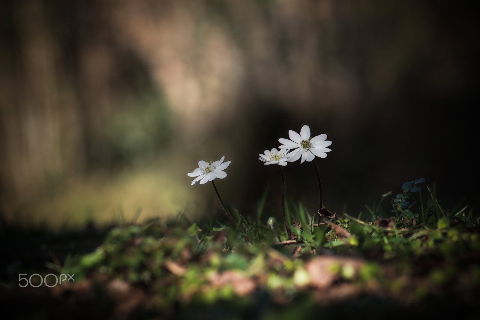 Nikon AF-S Micro-Nikkor 105mm F2.8G IF-ED VR sample photo. Anémone sylvie photography