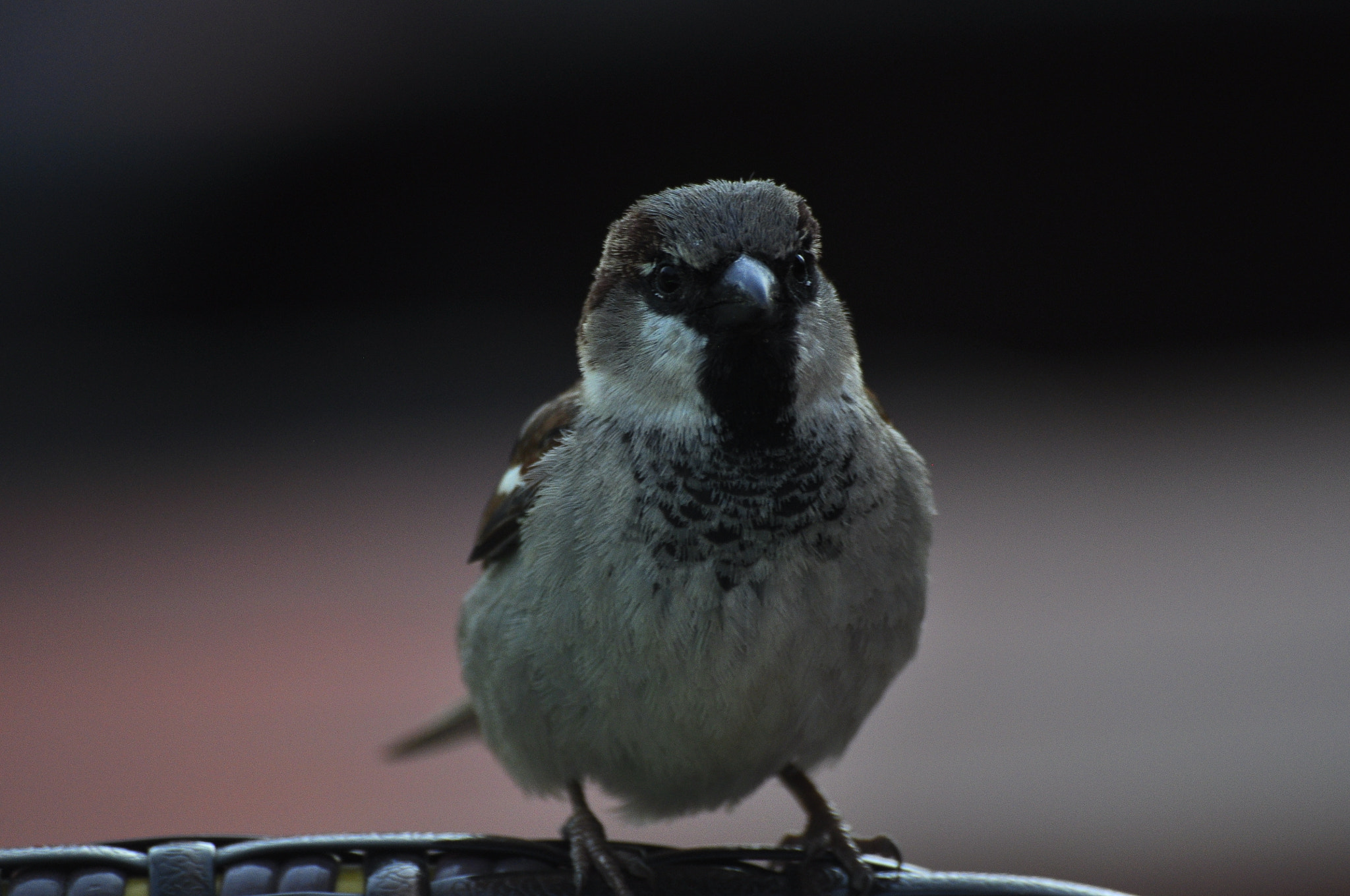 Sigma 70-300mm F4-5.6 APO DG Macro sample photo. Bird photography