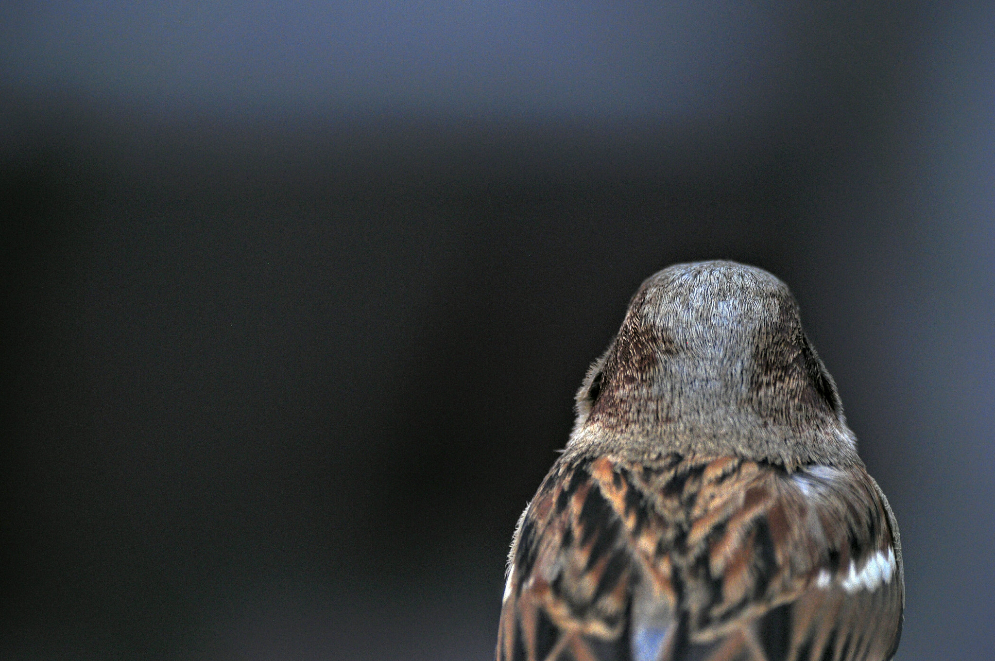 Sigma 70-300mm F4-5.6 APO DG Macro sample photo. Back photography