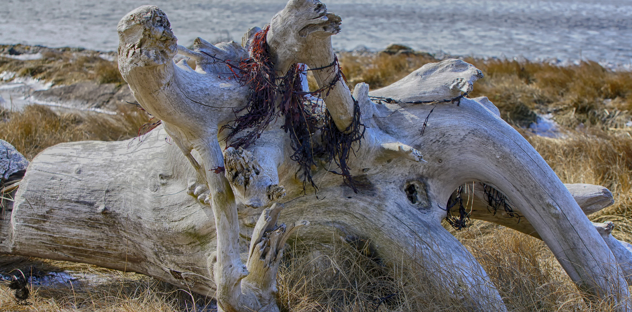 Sony E 55-210mm F4.5-6.3 OSS sample photo. Driftwood photography