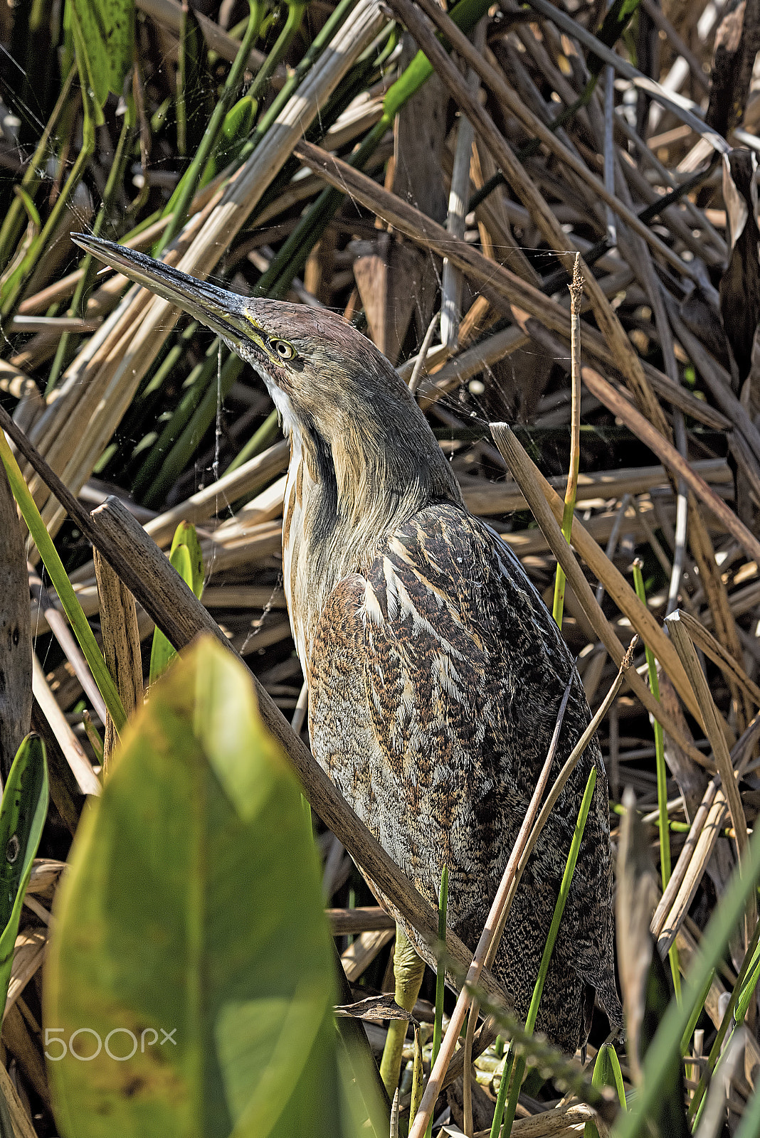 Nikon D810 sample photo. American bittern photography