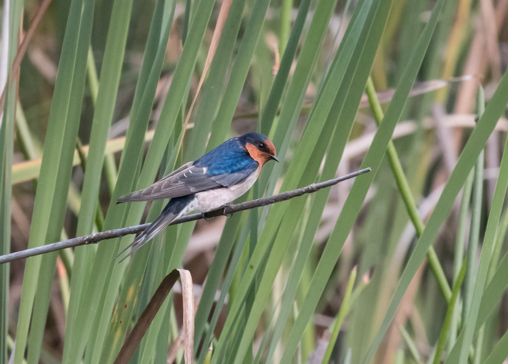 Canon EF 70-200mm F2.8L IS II USM sample photo. Welcome swallow photography