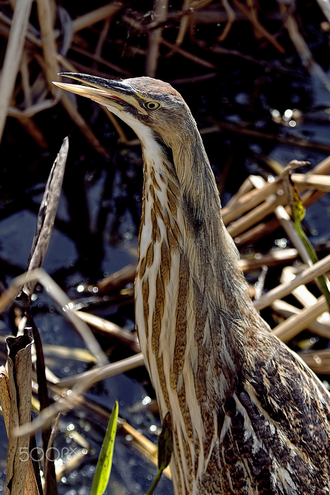 Nikon D810 sample photo. American bittern photography