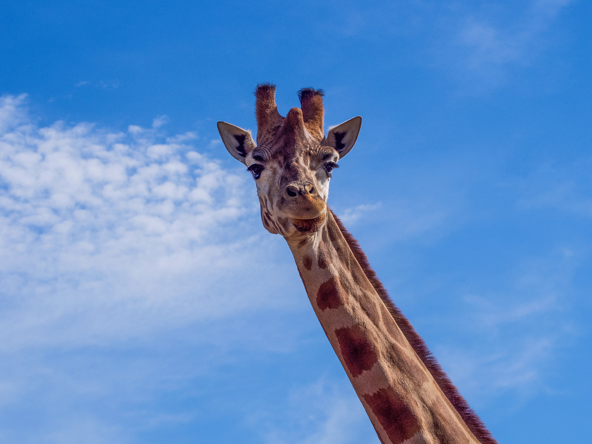Olympus OM-D E-M5 sample photo. "oh hey up there!" photography