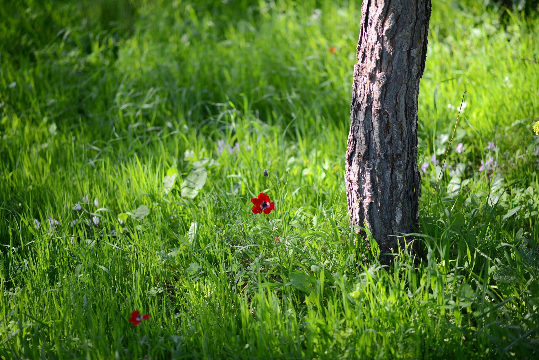 Nikon D800E + Nikon AF-S Nikkor 85mm F1.8G sample photo. Dsc photography