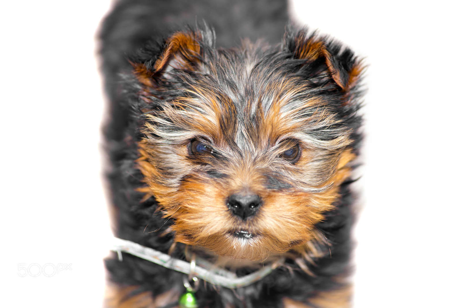 Sigma 70-300mm F4-5.6 APO DG Macro sample photo. Tiny male cupcake yorkie dog photography