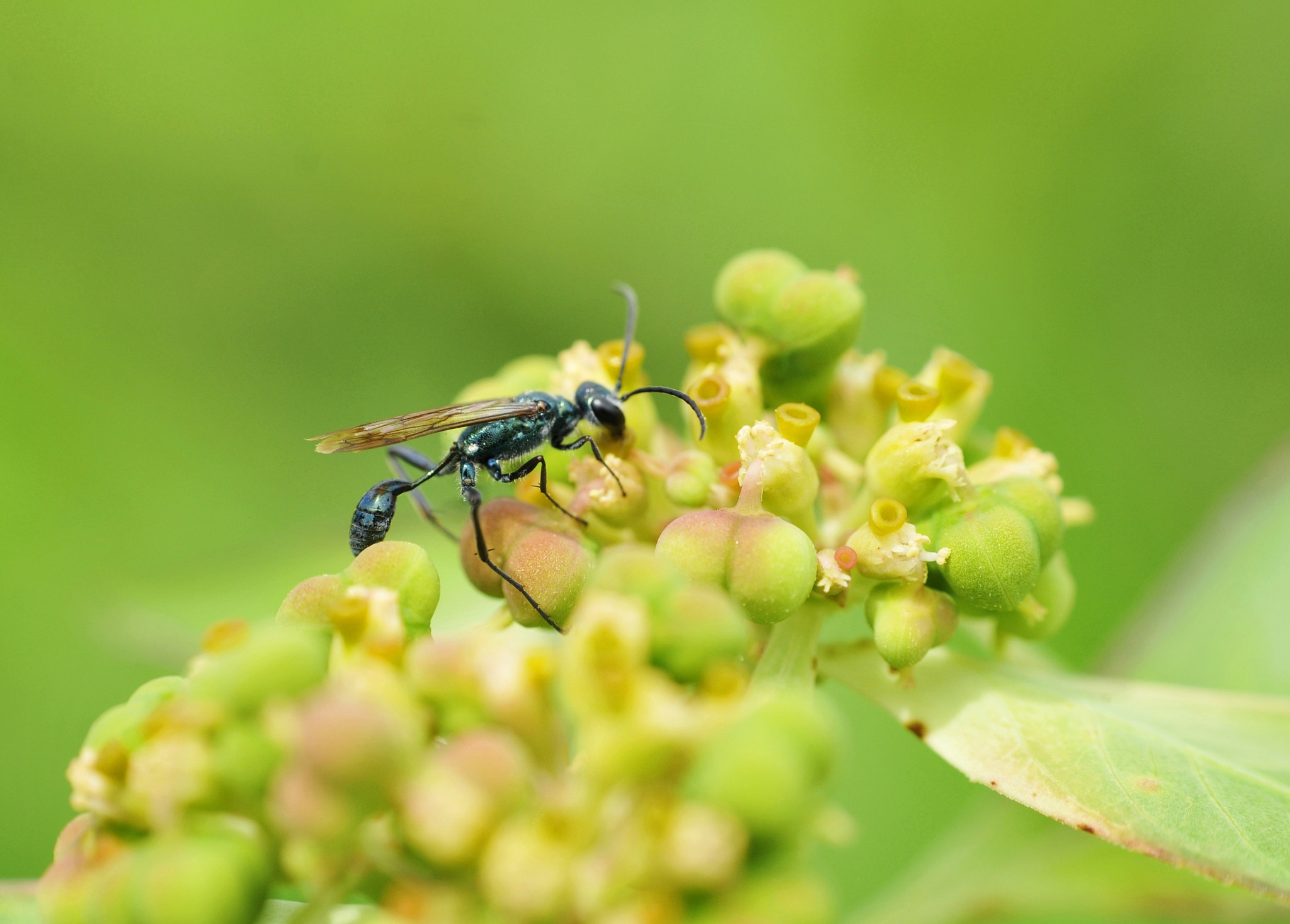 Nikon D300 + Nikon AF Nikkor 50mm F1.8D sample photo. Bee life photography