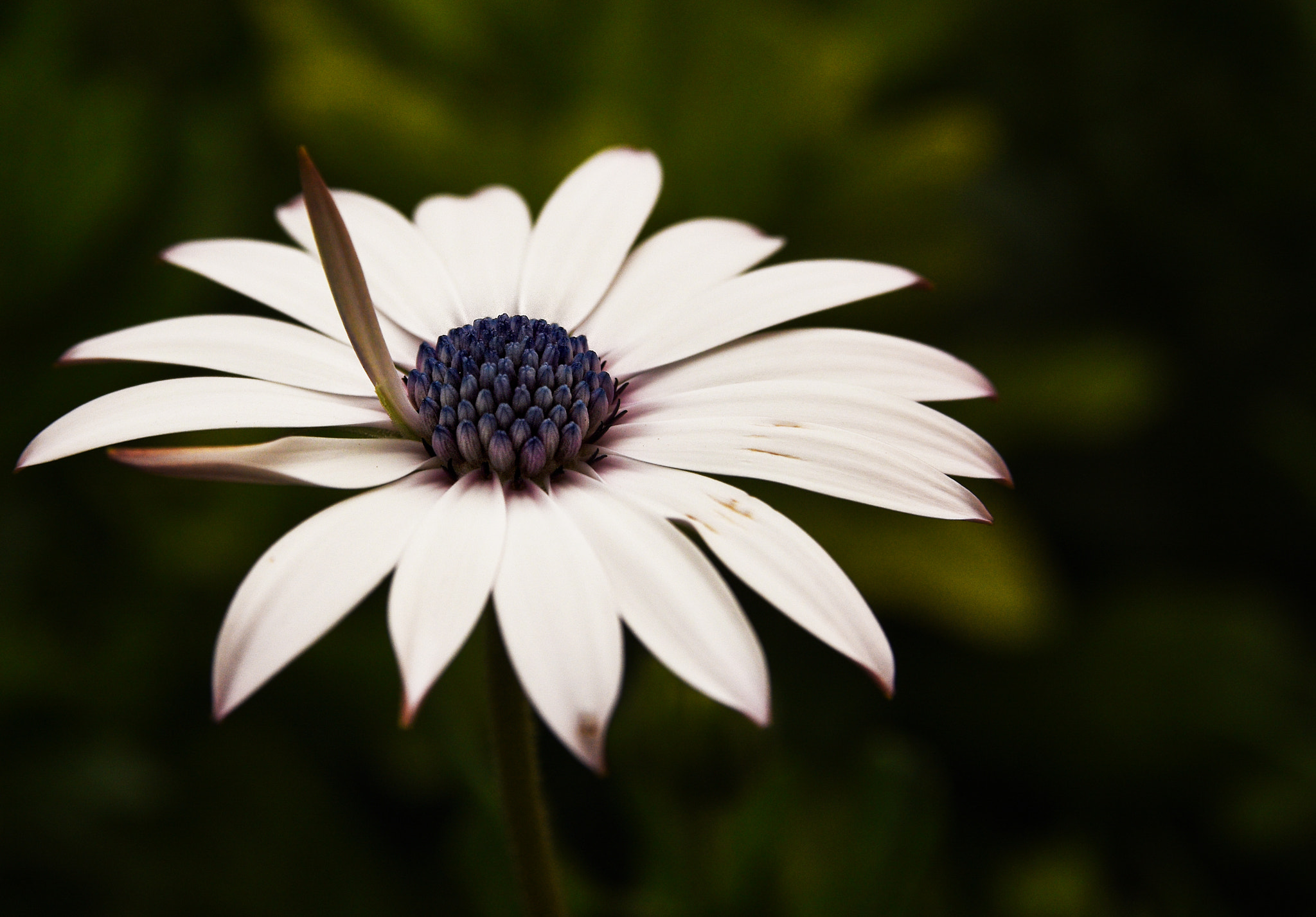 Nikon AF DX Fisheye-Nikkor 10.5mm F2.8G ED sample photo. Asl photography
