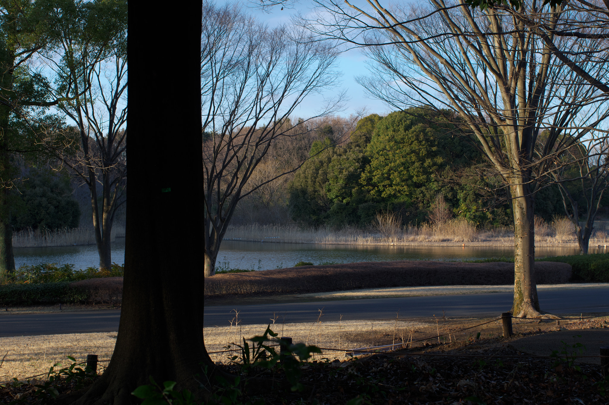 Pentax smc FA 43mm F1.9 Limited sample photo. As i returning home.... photography