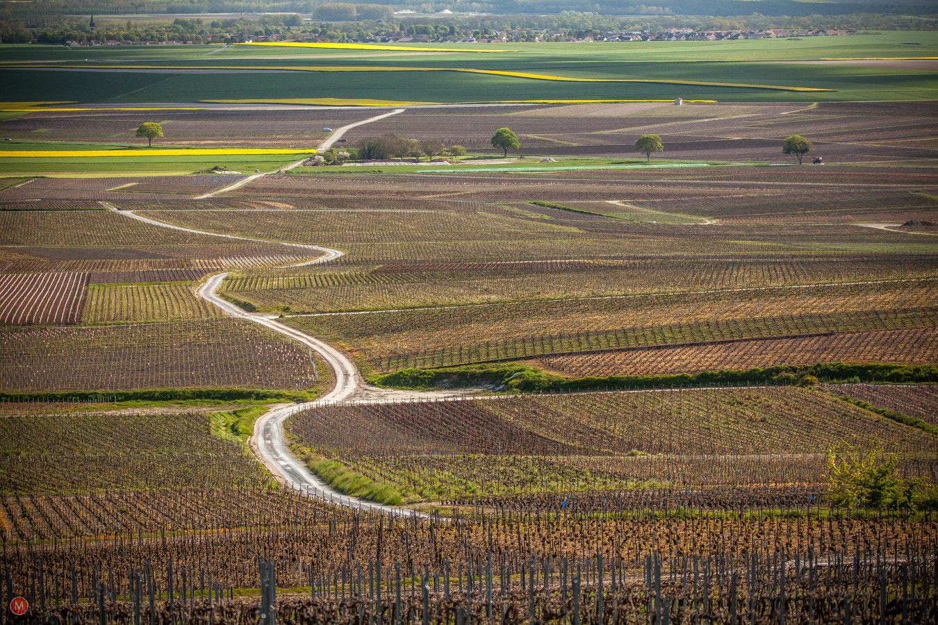 Canon EF 70-200mm F2.8L IS II USM sample photo. Vineyards near bouzy. route touristique du champagne, france photography