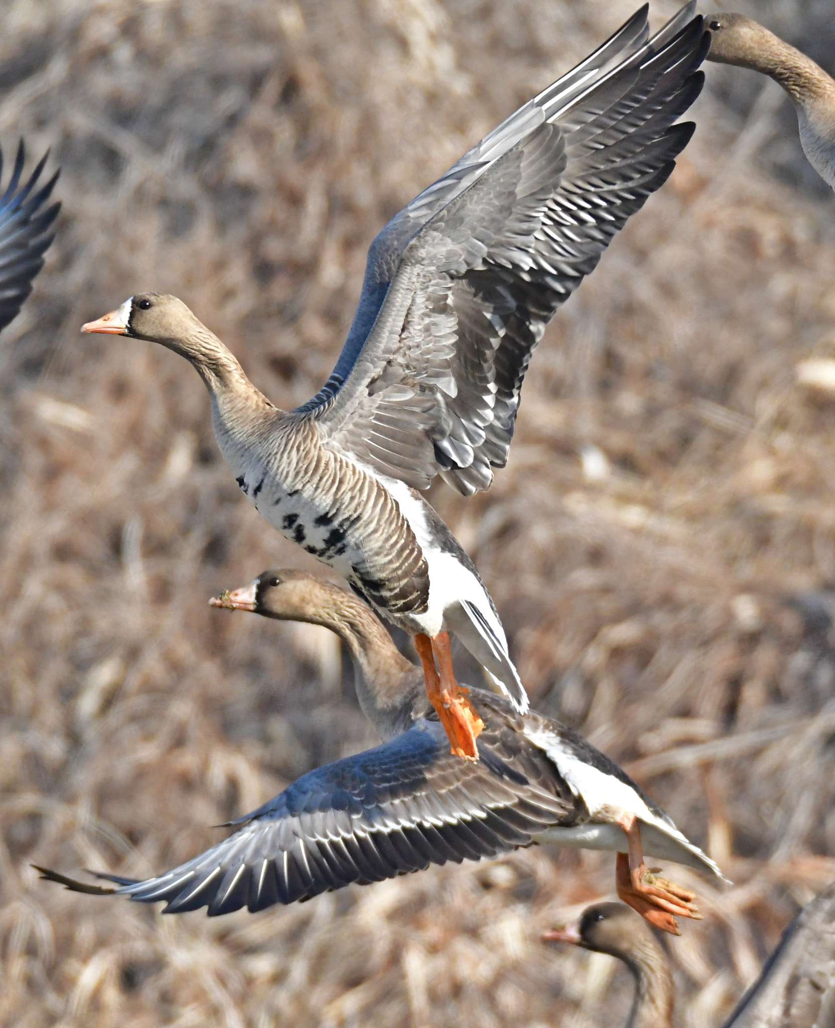 Sigma 150-600mm F5-6.3 DG OS HSM | S sample photo