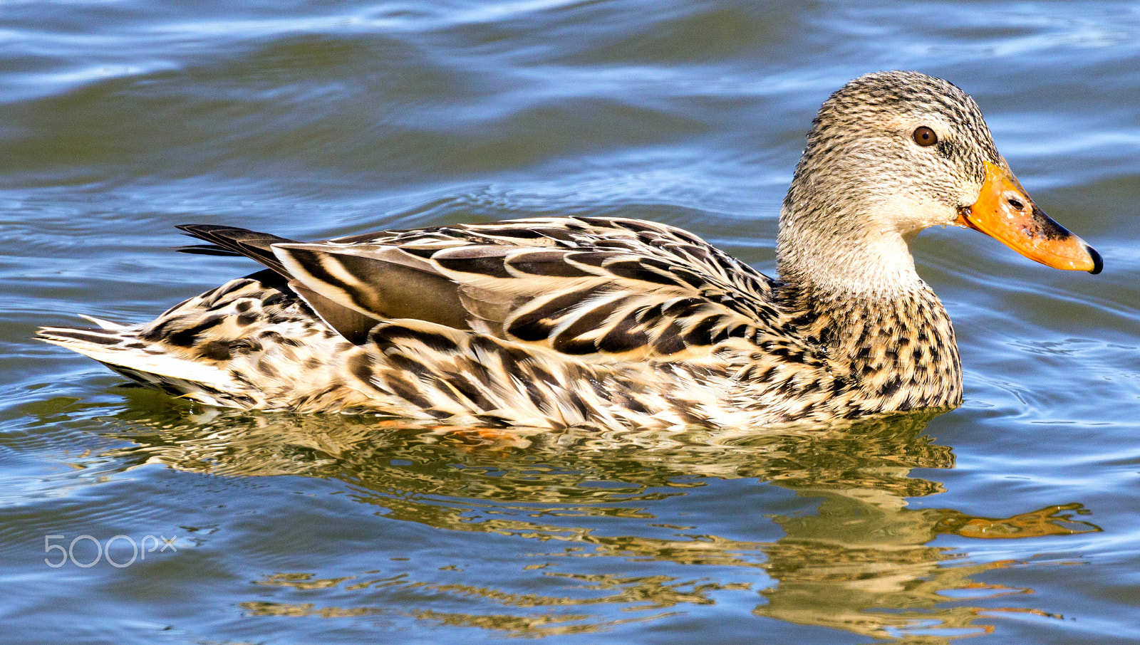 Canon EOS 60D sample photo. Mallard duck (female) photography