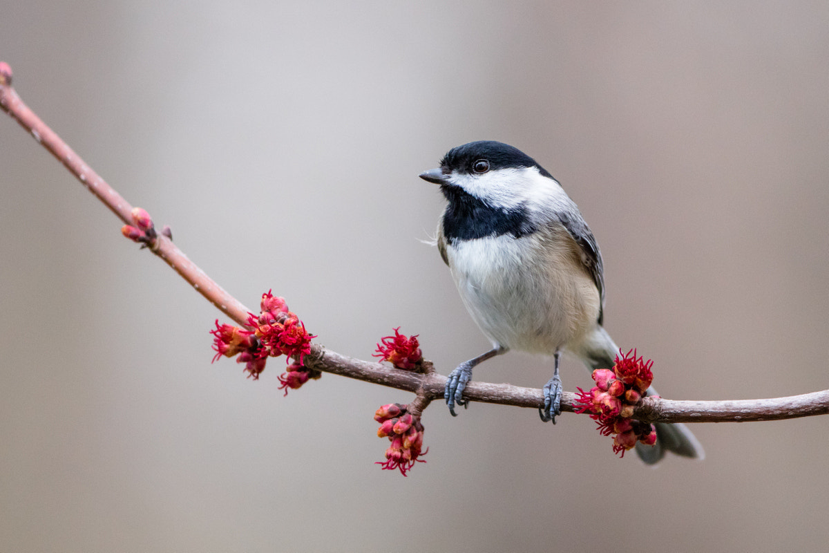 Canon EF 200-400mm F4L IS USM Extender 1.4x sample photo. Carolina chickadee photography
