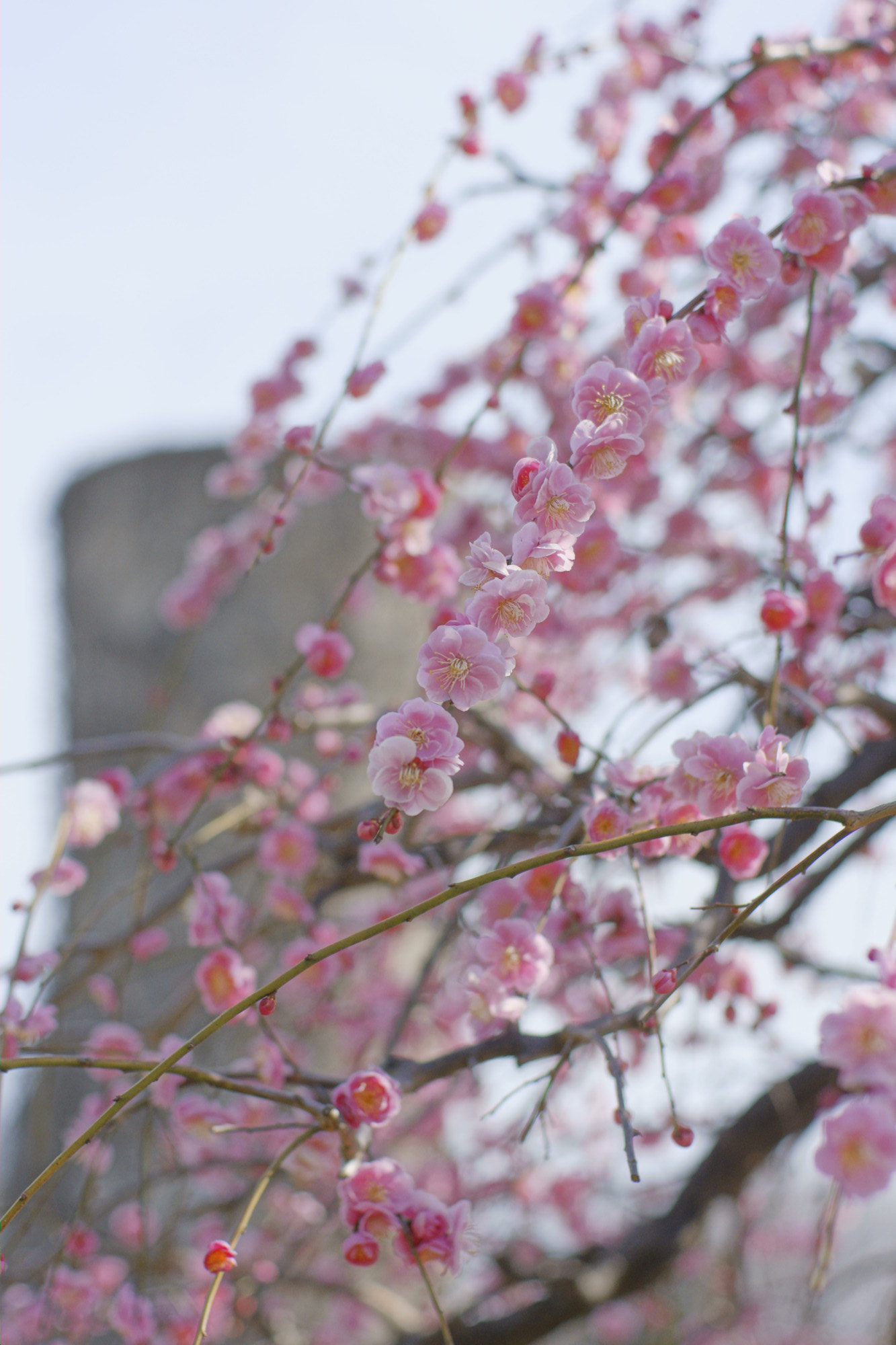 Sony Alpha DSLR-A700 sample photo. The fragrance of the spring photography