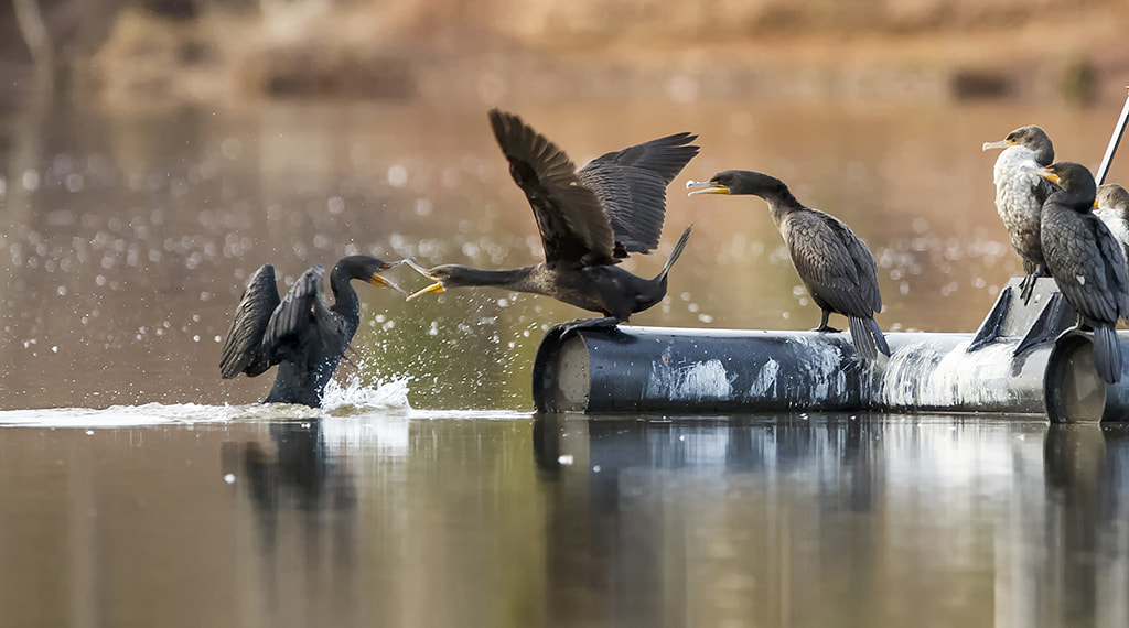 Canon EOS-1D X + Canon EF 300mm F2.8L IS USM sample photo. This seat's taken! photography