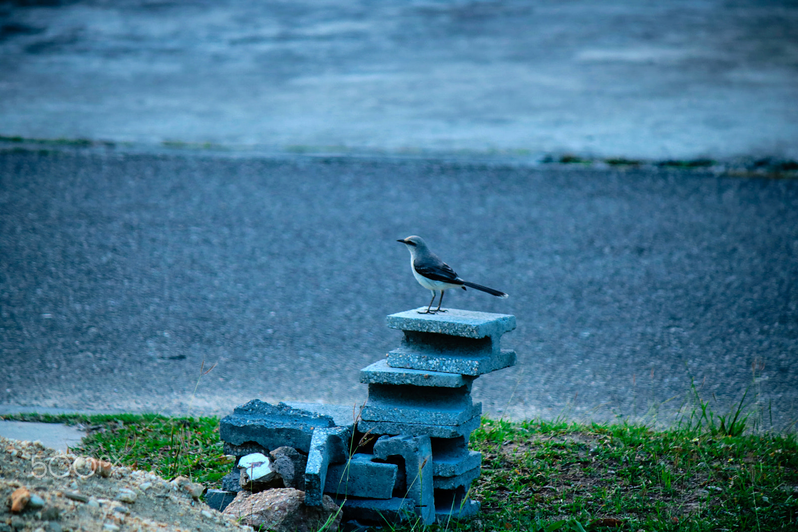 Canon EF-S 55-250mm F4-5.6 IS sample photo. Standing still photography