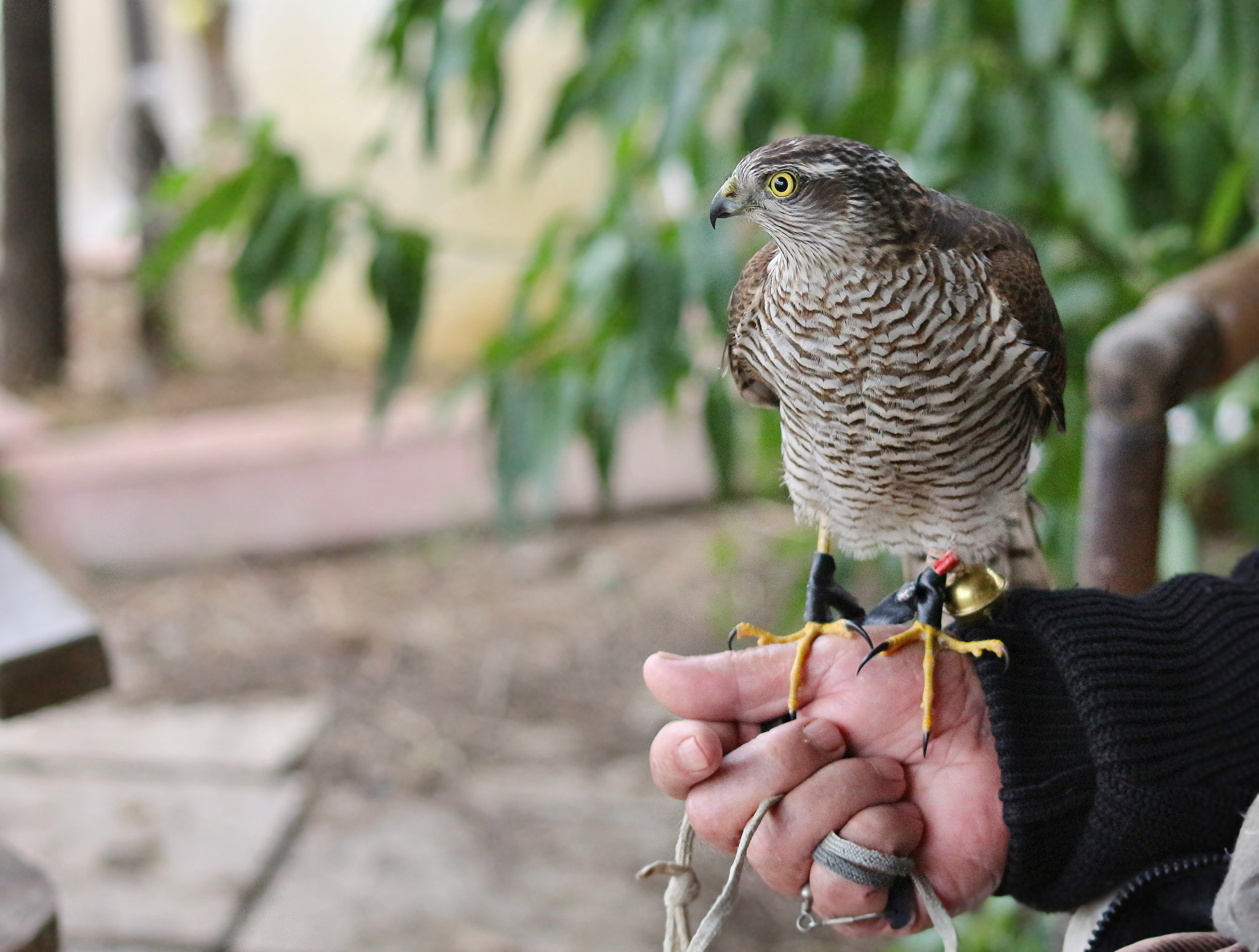 Canon EOS 650D (EOS Rebel T4i / EOS Kiss X6i) sample photo. Hawk photography