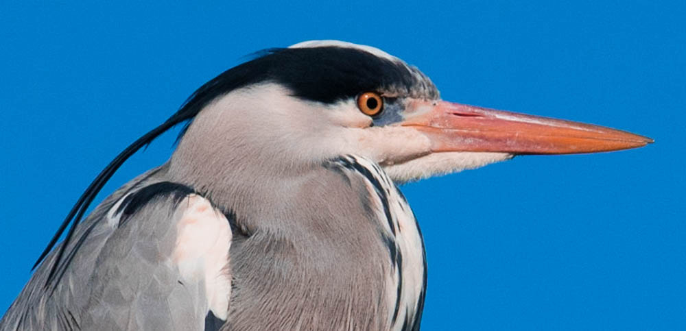 Nikon Nikkor AF-S 300mm F4E PF ED VR sample photo. Regard d'heron  photography