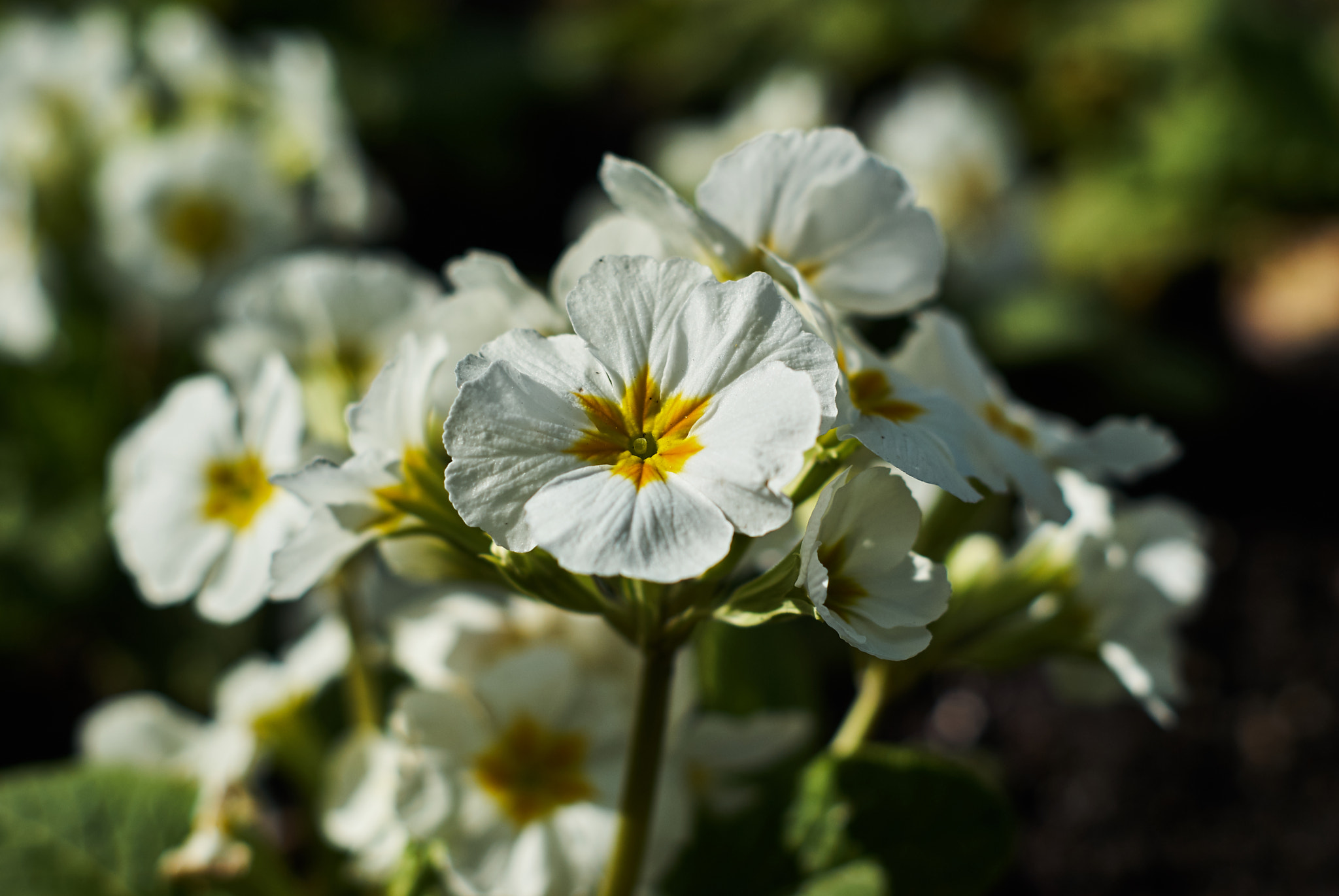 Sony Alpha DSLR-A330 sample photo. Kissed by a spring day photography